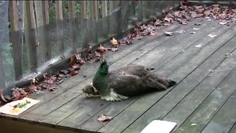 Peacock and baby peacock