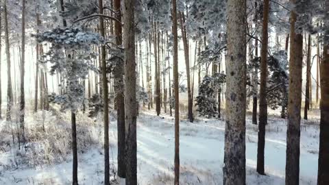 snowy forest easy to breathe