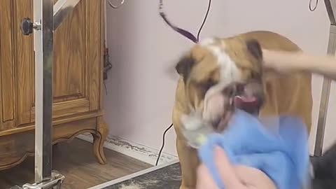 Cranky Bulldog cries like an alien for nail clipping