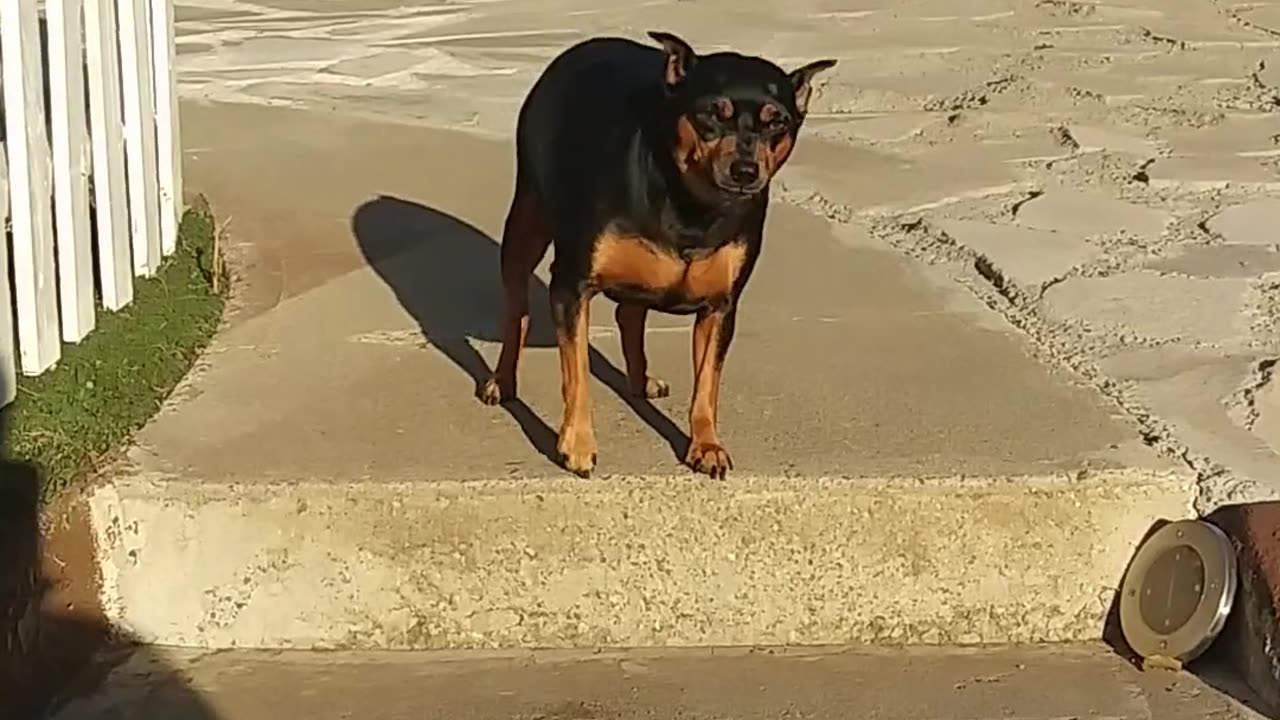 Funny dog