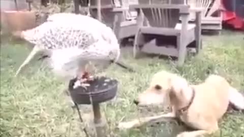 ADORABLE FALCON PATIENTLY FEED THE DOG .mp4