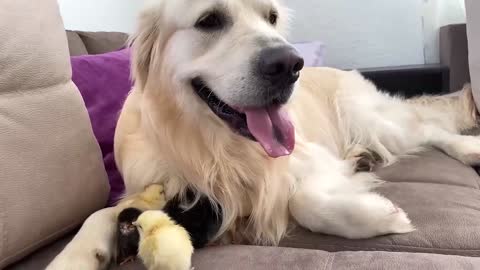 Adorable Golden Retriever and Cute Baby Chicks