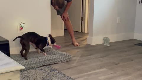 Pup Wants Dad to Play