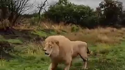 White Lion's FIGHT and ROAR | The Lion Whisperer