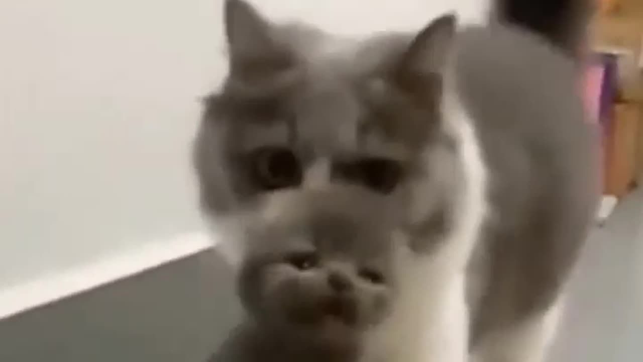 Cats Funny short video