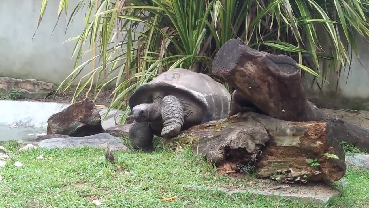 wow how to look a big tortoise in zoo negara of malaysia.