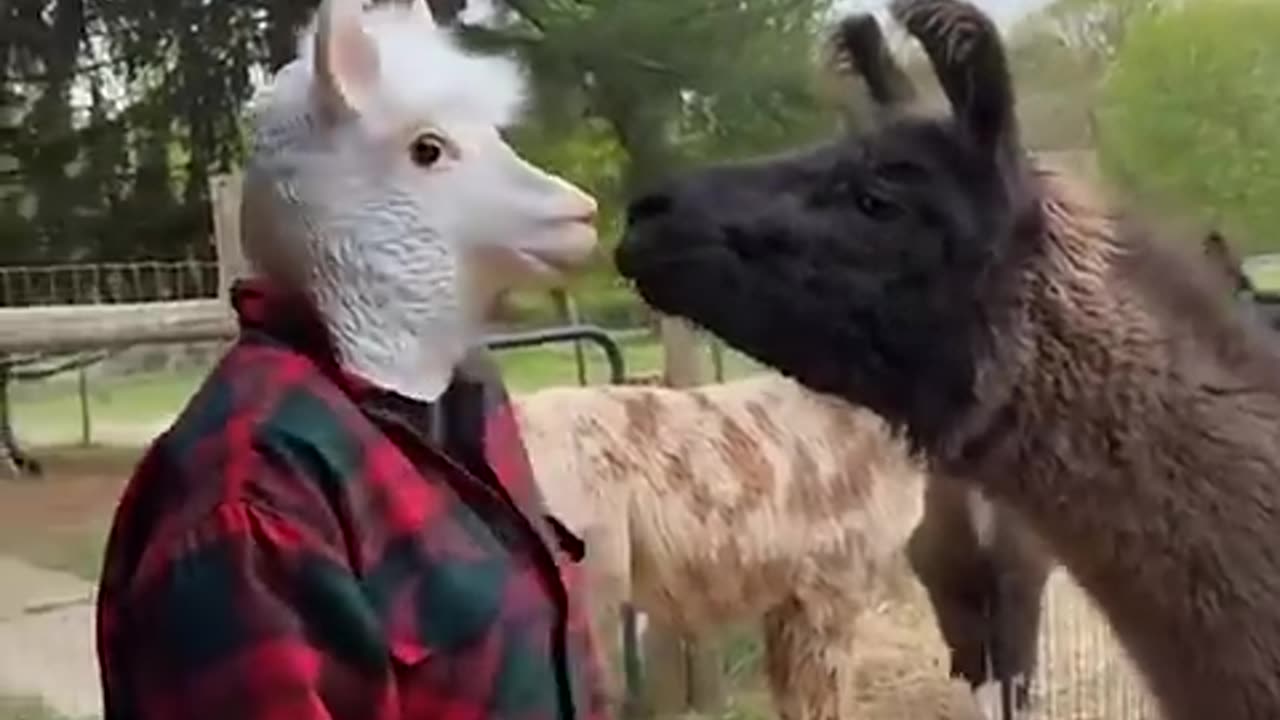 Funny Animals Videos!