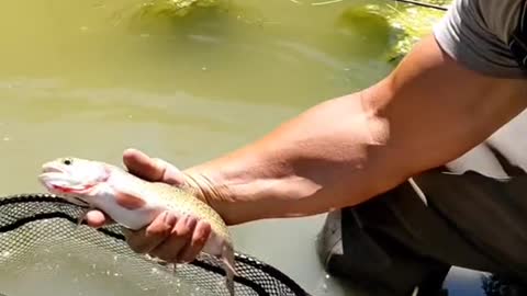 Anglers! what's your go to dry fly in the fall