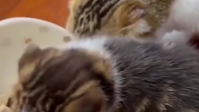 CUTE AND FUNNY CAT REACTIONS TRY NOT TO LAUGH