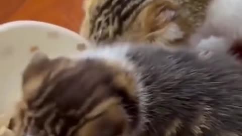 CUTE AND FUNNY CAT REACTIONS TRY NOT TO LAUGH