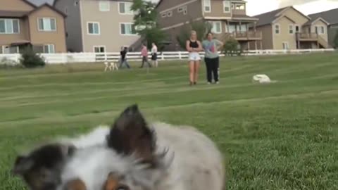 POV Dog Chasing Food