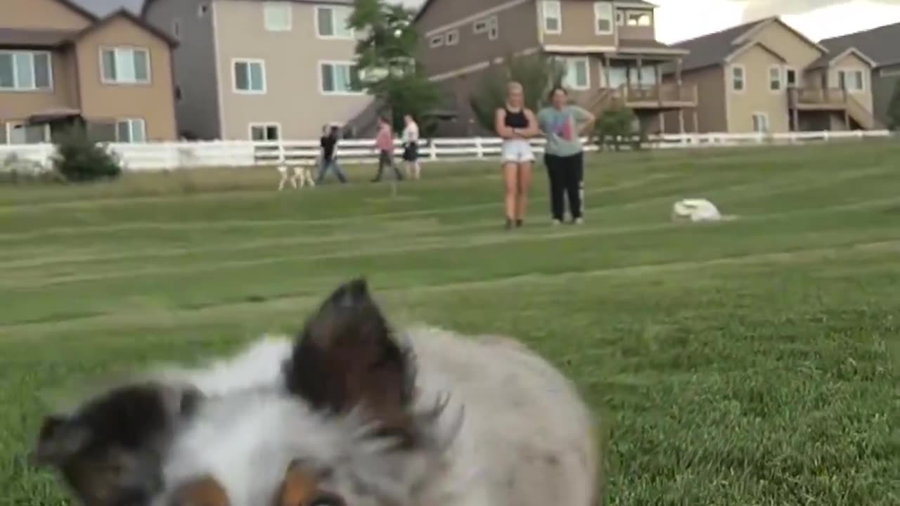 POV Dog Chasing Food