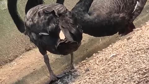 Two geese in unison