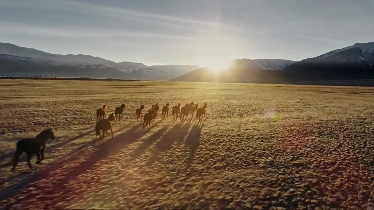 Horses running free in meadow with snow capped mountain backdrop