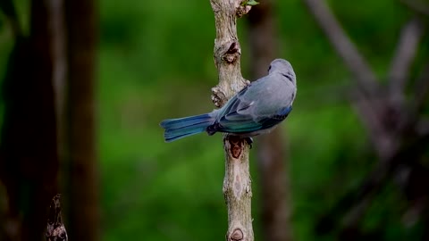 Ave Bird Animal Colorful Guatica