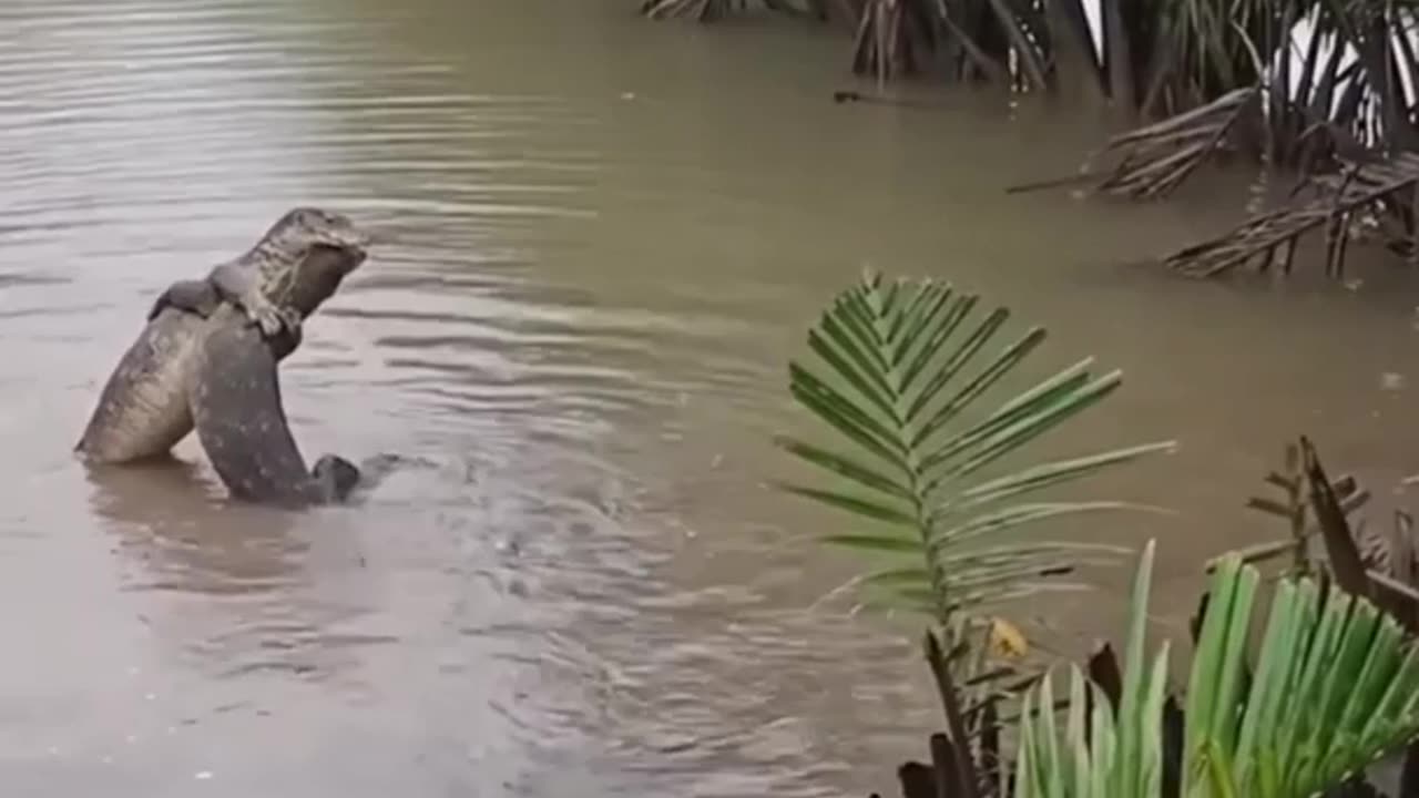 These lizards seem to be monitoring each other