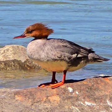 Close-up of a female common merganser by a river / beautiful bird.