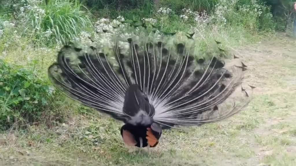 Make a wish when the peacock opens its head