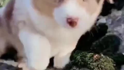 A dog sits on a rock and howls.