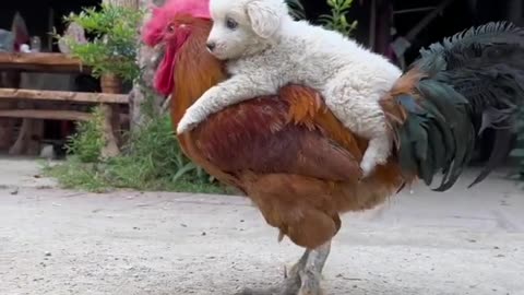 Dog: Riding on my beloved rooster