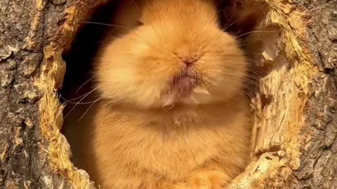 Cutest Small Animals That Will Make You Swoon! 🐾🐇🐶