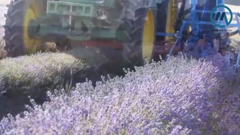 Fantastic Lavender Farming and Harvesting,Agriculture Technology with Contemporary Equipment