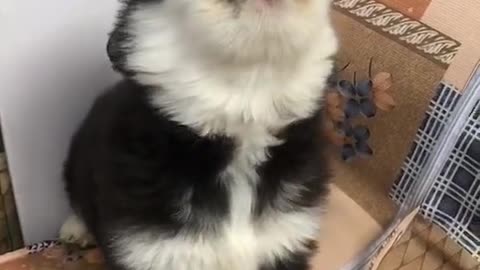 my dog's first howl