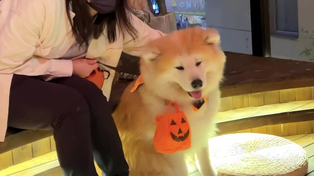 Community fear puppy