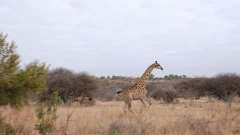 giraffe running