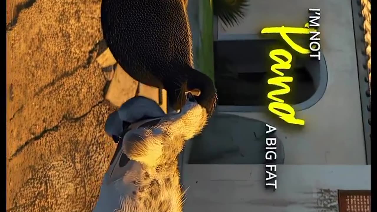 Kung Fu panda edit