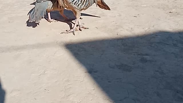 A Beautiful Birds Pair_ Enjoying_ Each_ Other.