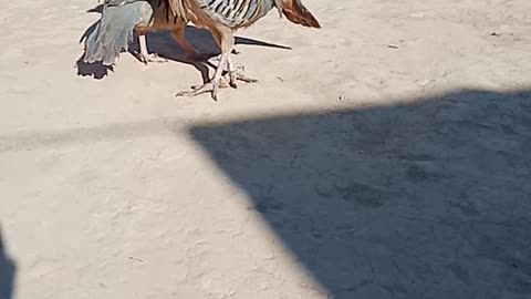 A Beautiful Birds Pair_ Enjoying_ Each_ Other.