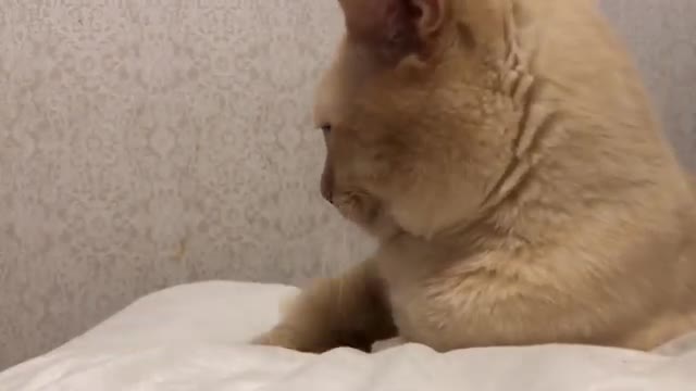 Cat rests - It's a good time to lie down