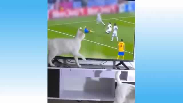 Funny Cats And Dogs Videos Weekly