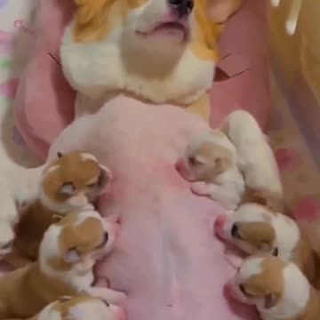 "Mama's Pride: Celebrating the Unbreakable Bond of a Nurturing Canine"