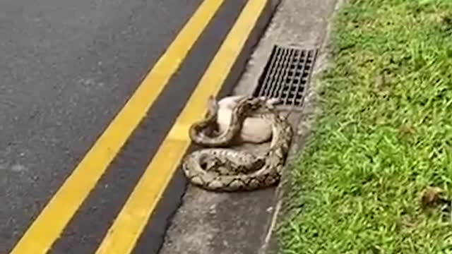 Snake devours cat & regurgitates it in Boon Lay。