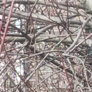 Not sure what type of bird