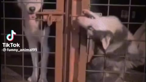 Funny TikTok animals