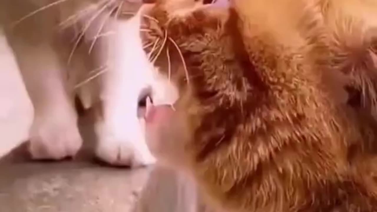 😂 Funniest Cats and Dogs Videos 😺🐶 || 🥰😹 Hilarious Animal Compilation N20