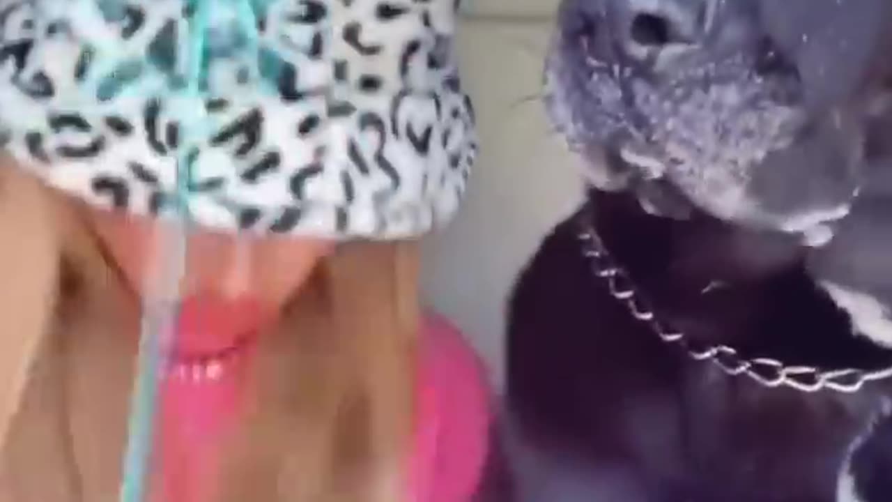 Animals video.dogs.and.cats.pats so funny