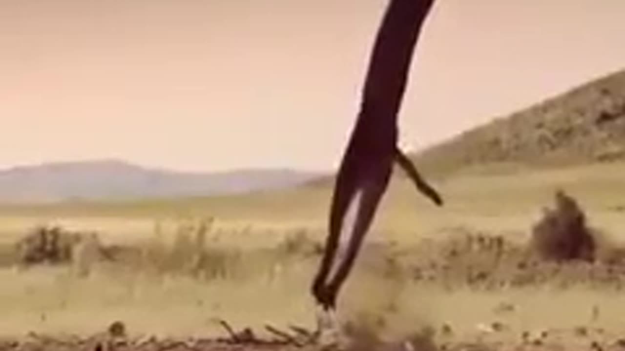 LEOPARD HUNT A BIRD