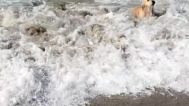 Maui happily enjoys beach