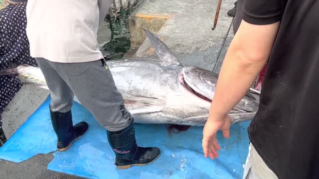 Many people work together to haul bluefin tuna worth more than $20,000 USD ashore