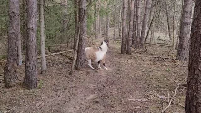 Mini Horse Molly scratching her mini butt on a tree