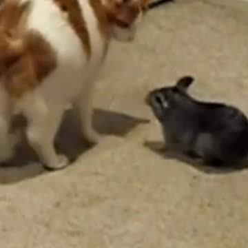 Cat vs Chinchilla.