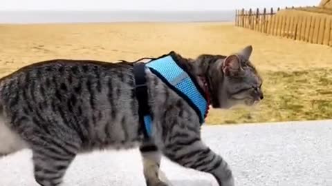 Cat goddess making her rounds in front of the ancient pyramids