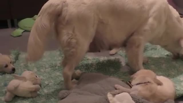 Funny dog animaux
