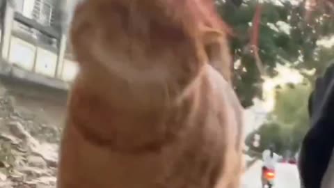 Kitty loves her..🐈🐾😍