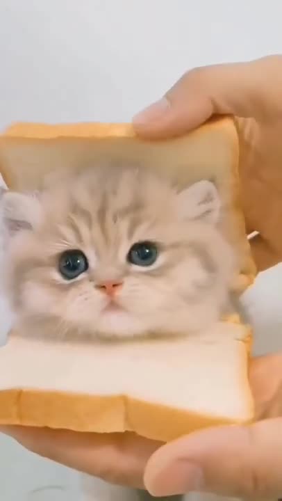 1.cute cat shorts❤#shorts #cats