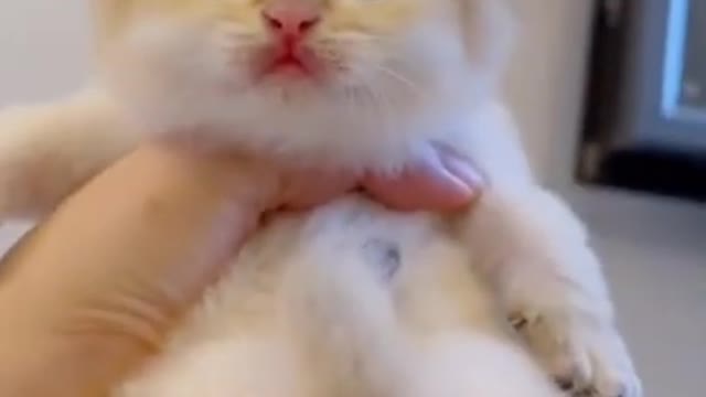 top trending # the best pet compilation # #short